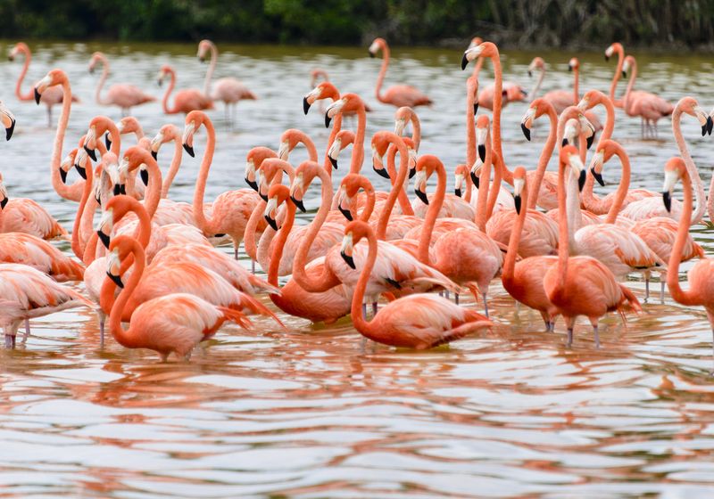 Mexiko Celestun Flamingos