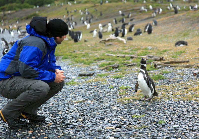 Argentinien Magellanpinguin Isla Martillo