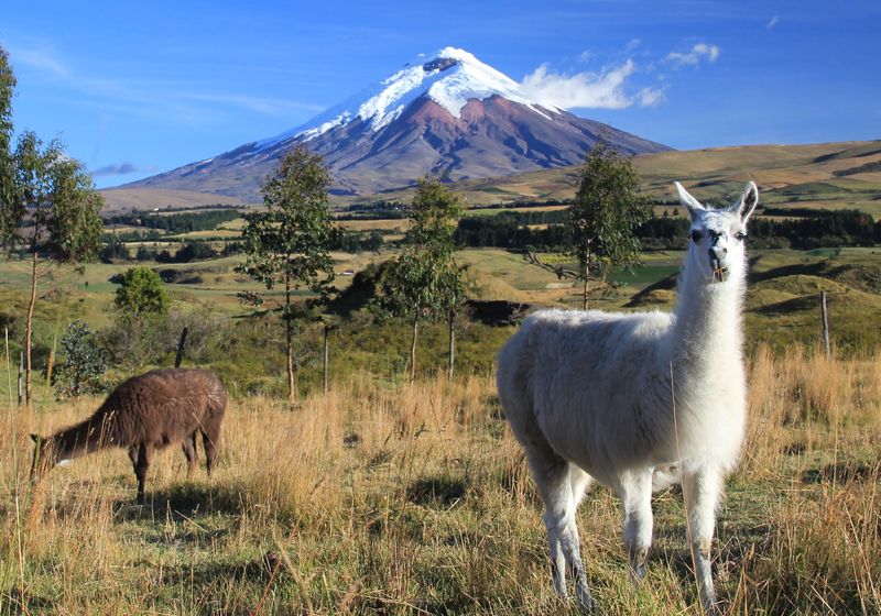 Ecuador Rundreise Cotopaxi Nationalpark AdobeStock