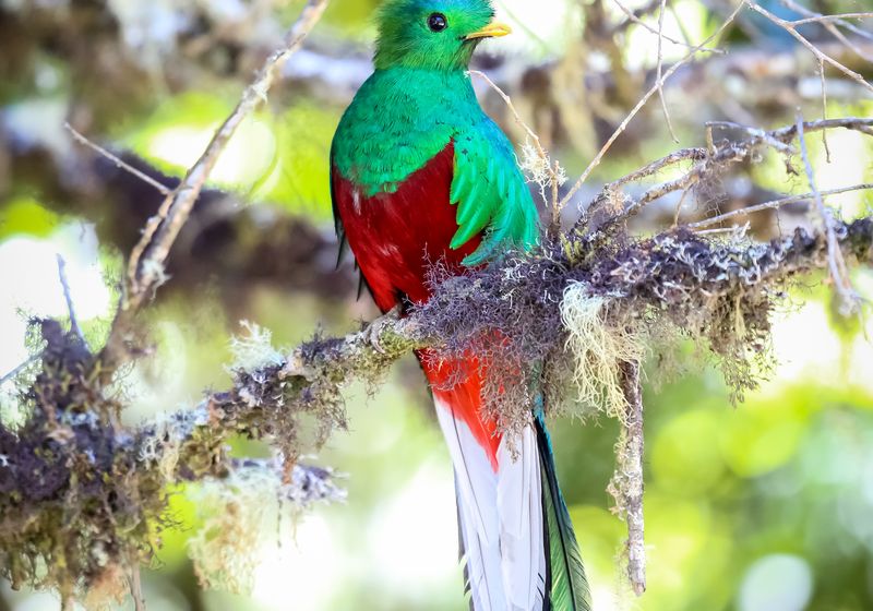 Costa Rica Quetzal