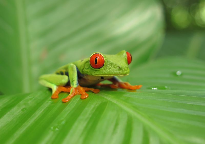 Costa Rica Rotaugenlaubfrosch - Rundreise
