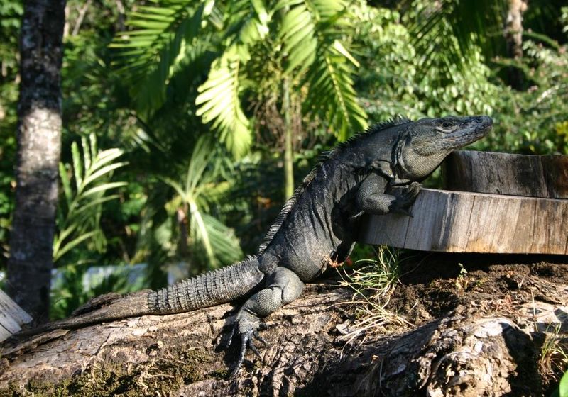 Costa Rica Tierwelt Iguana