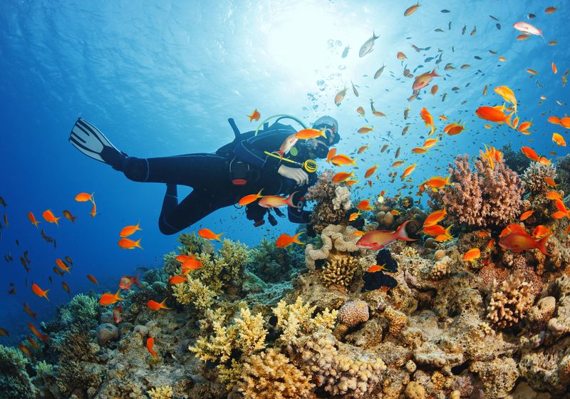Ecuador Galapagos Taucher iStock 498283106