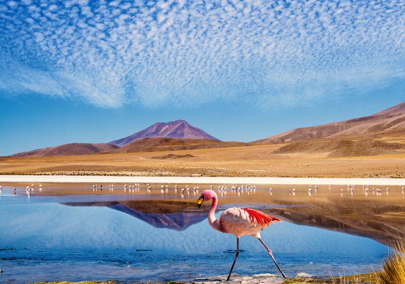 Bolivien Lagune Flamingo