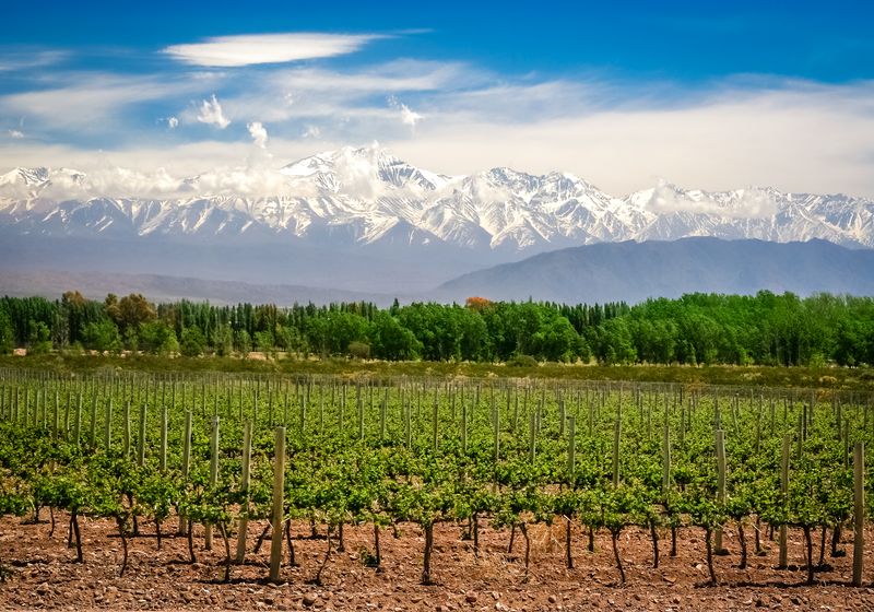 Argentinien Mendoza Weingebiet iStock 693410412