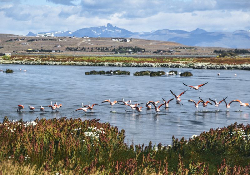 Argentinien Calafate Laguna Nimez Flamingo iStock 956234256