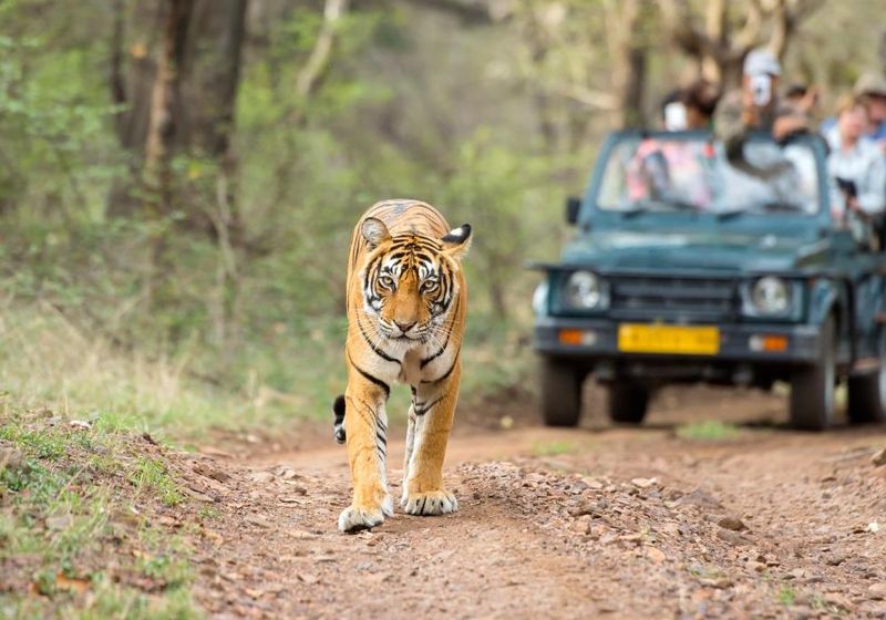 Indien Ranthambore Tiger Pirsch Raubkatze Safari