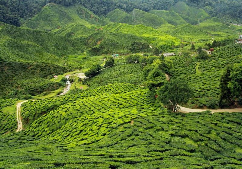 Indien Munnar Teeplantage gruen