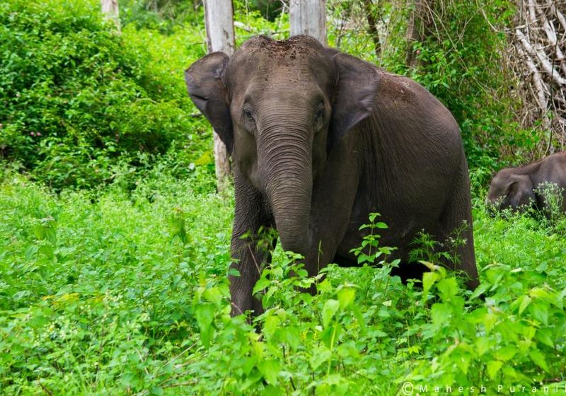 Indien Nationalpark Elefant
