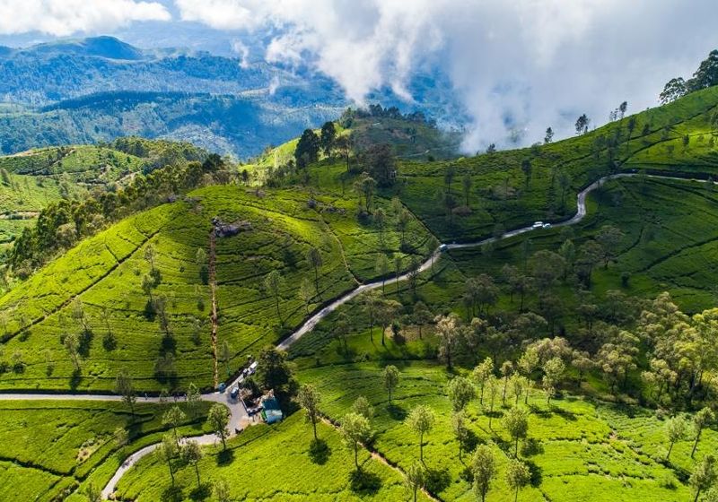 Sri Lanka Haputale Lipton Seat Teeplantage Ernte Urlaub Ausflug