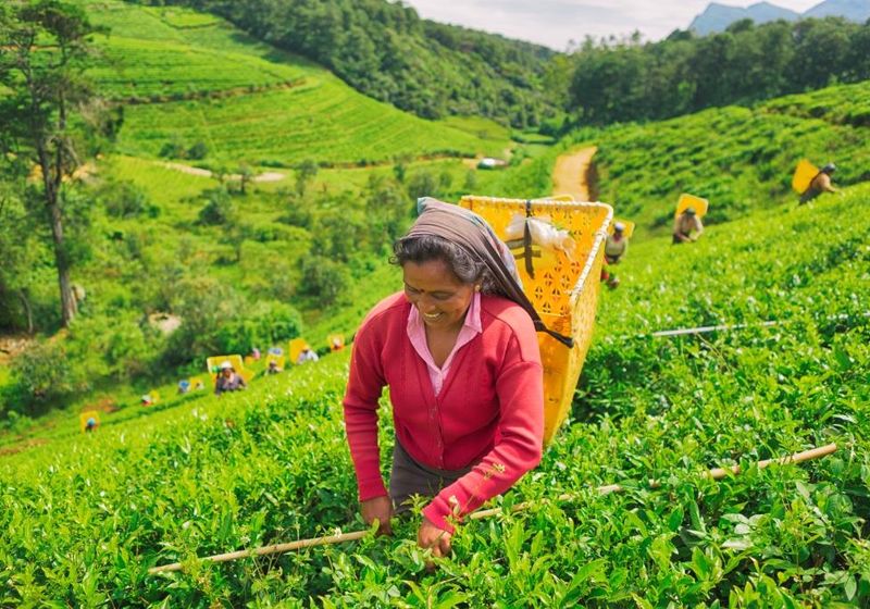 Sri Lanka Nuwara Eliya Tee Pflueckerin Plantage