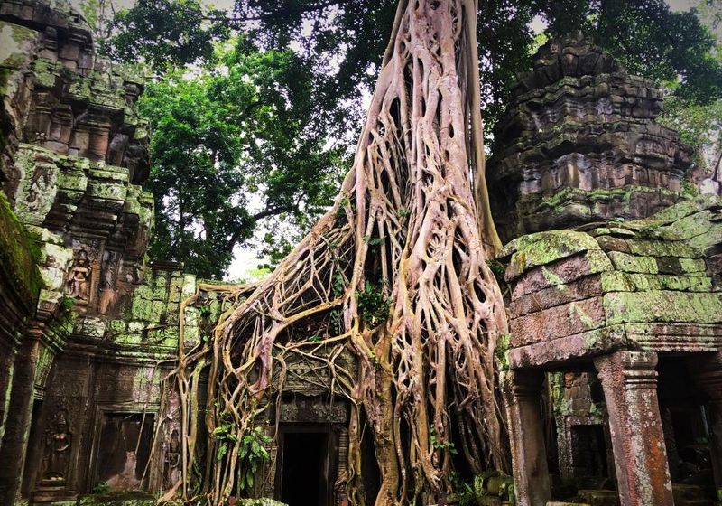 Kambodscha Angkor Ta Prohm Urwald Tempel bewachsen mystisch