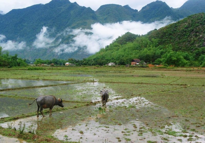 Vietnam Mai Chau Reisfeld Bueffel Spaziergang Wanderung