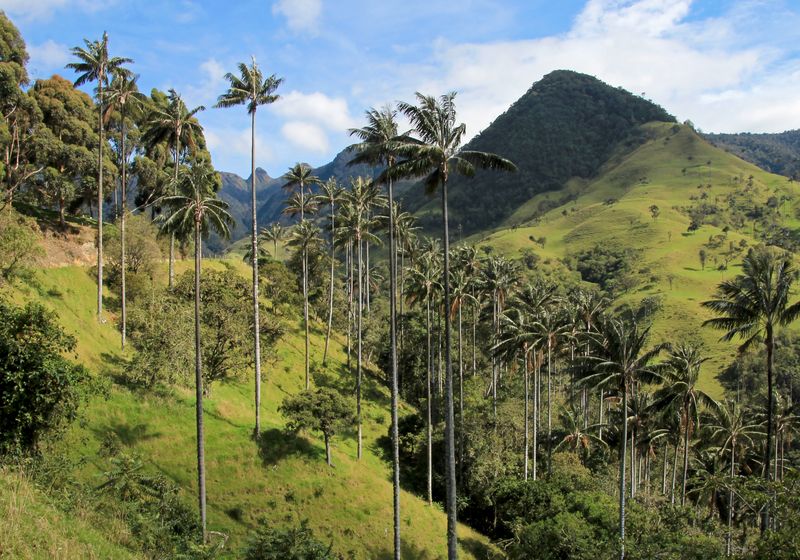 Kolumbien Cocora Tal2 iStock 872639270