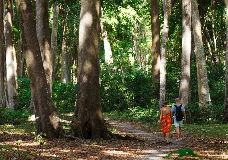 indien andamanen havelock natur