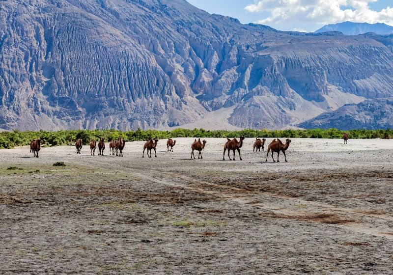 Indien Ladakh Nubra tal
