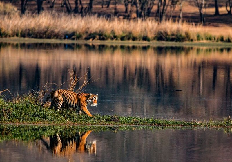 indien safari tiger