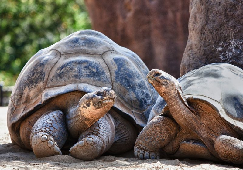 Galapagos Schildkröten