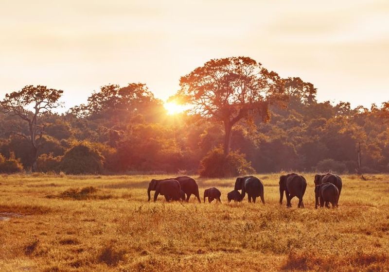 Sri Lanka Minneriya Kaudulla Sonnenuntergang Safari