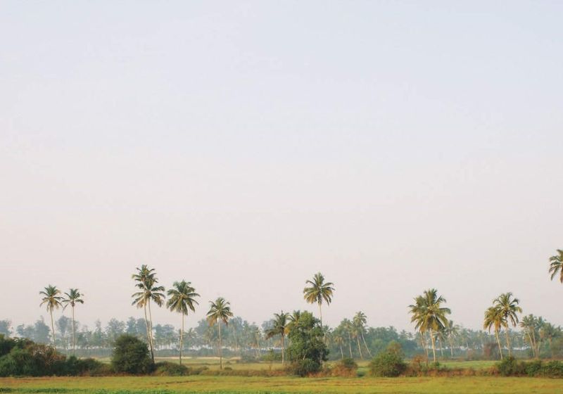 indien goa reisfelder und palmen
