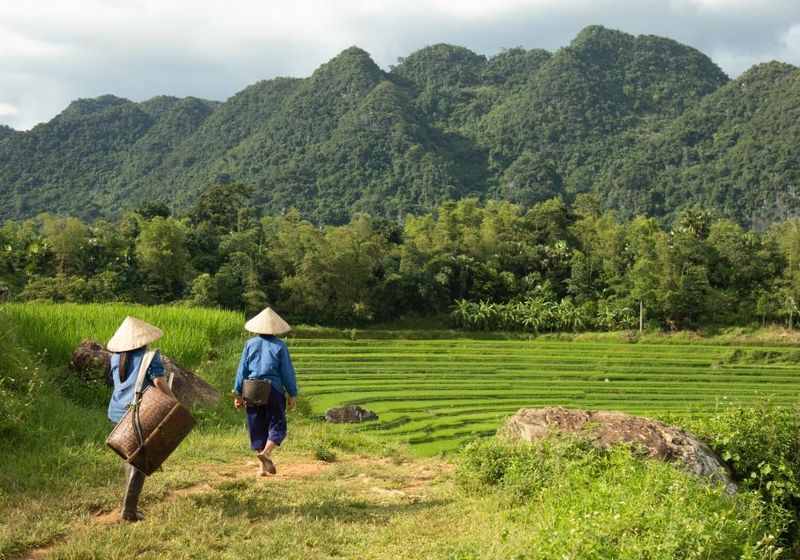 Vietnam Pu Luong Reisfeld Wanderung