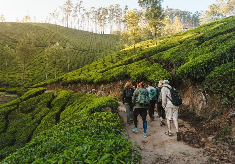 Indien Munnar Teeplantage Wanderung Reisegruppe Gruppenreise