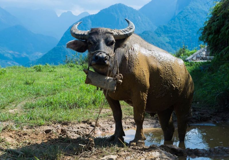 vietnam sapa authentische begegnungen