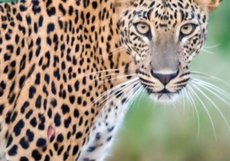 srilanka yala leopard