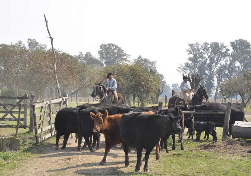 Argentinien Estancia de Ombú Kuhherde