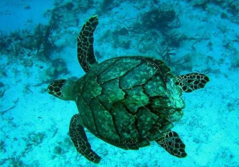 vietnam phuquoc schnorcheln