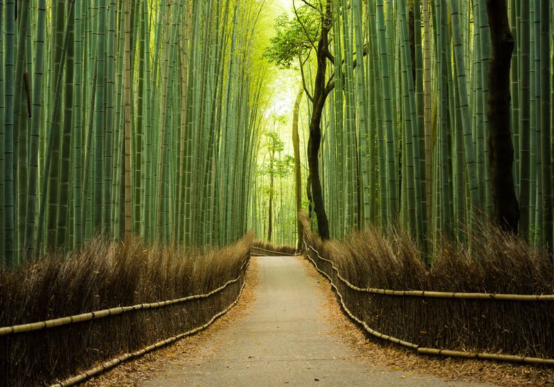 Reise Japan -  Bambuswald Arashiyama Kyoto - iStock 538811116