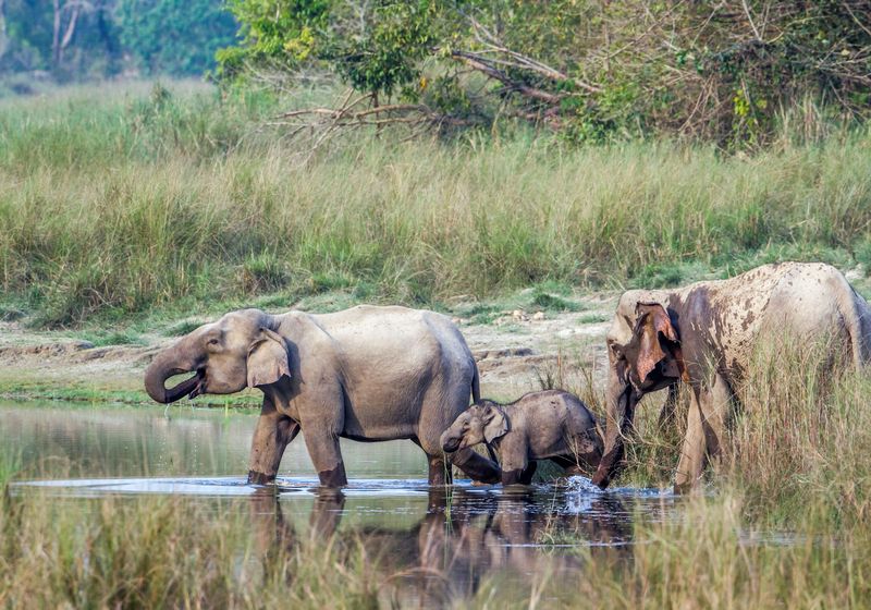 Nepal Chitwan NP Elefanten - Nepal Gruppenreise