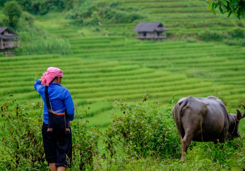 Reisterrassen Sapa Wanderung