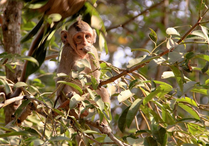 Affen Boutum Sakor Nationalpark Kambodscha Gruppenreise
