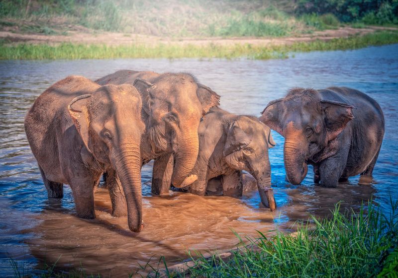 Elefant Chaing Mai iStock 969035282