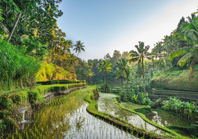 Reisterrasse Bali iStock 1469116195