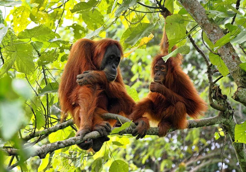 Indonesien Sumatra Bukit Lawang Orangutans Dschungel AdobeStock 733060224