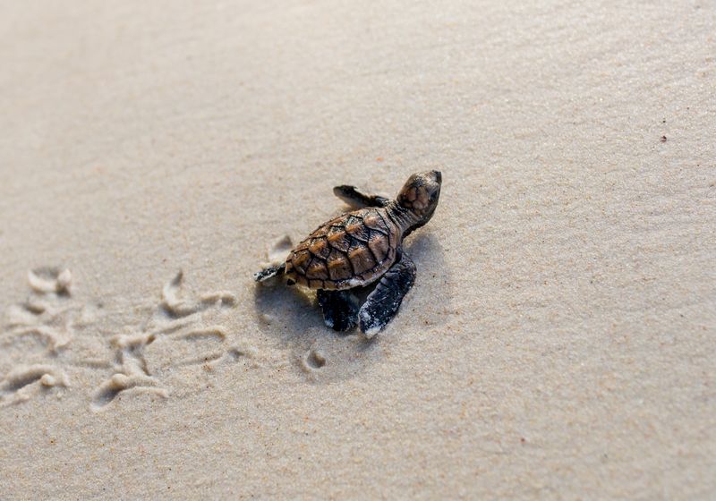 Indonesien Sukamade Schildkröte Strand AdobeStock 464579061