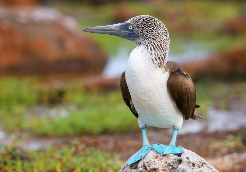 Blaufusstölpel AdobeStock 104342969 correct