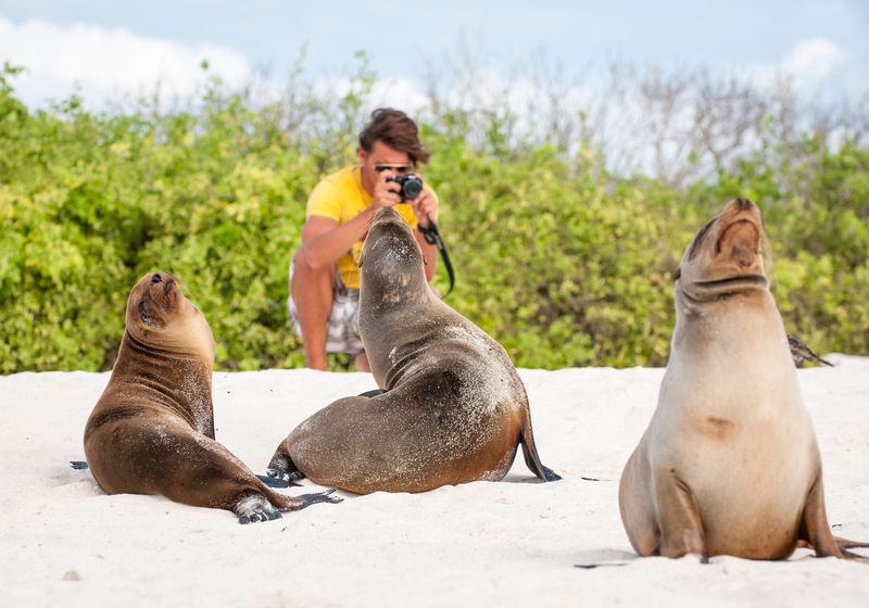 Ecuador Galapagos Seelöwen mit Fotograf AdobeStock 323630939