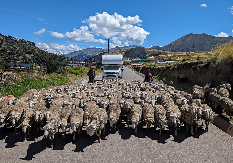 Chile-Camper-Schafe