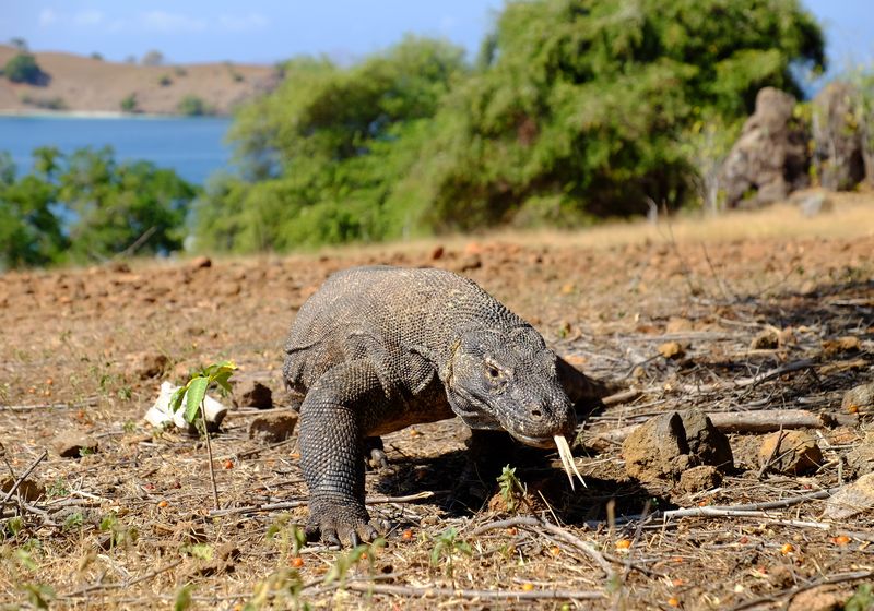Indonesien - Komodo - Varan