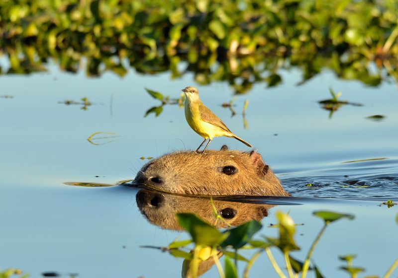 Argentinien-Ibera-Capybara