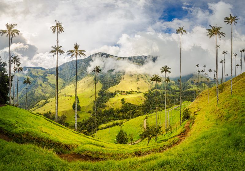 Kolumbien_Cocora Valley_palm tree_AdobeStock_477054614
