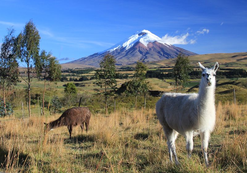 Ecuador- Cotopaxi Lamas- eigenes Bild
