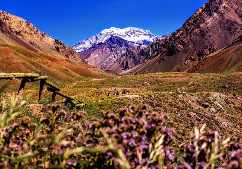 Argentinien- mendoza- Aconcagua- blumen- latinconnect