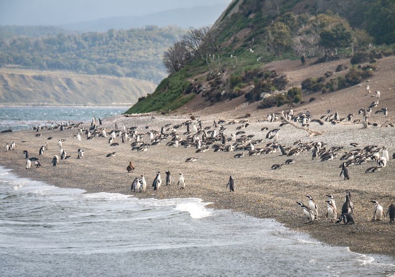 Argentinien- Ushuaia- Isla Martillo- Pinguinos- Adope
