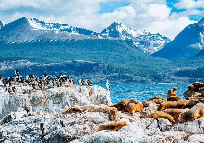 Argentinien- Ushuaia- Tiere- Adope