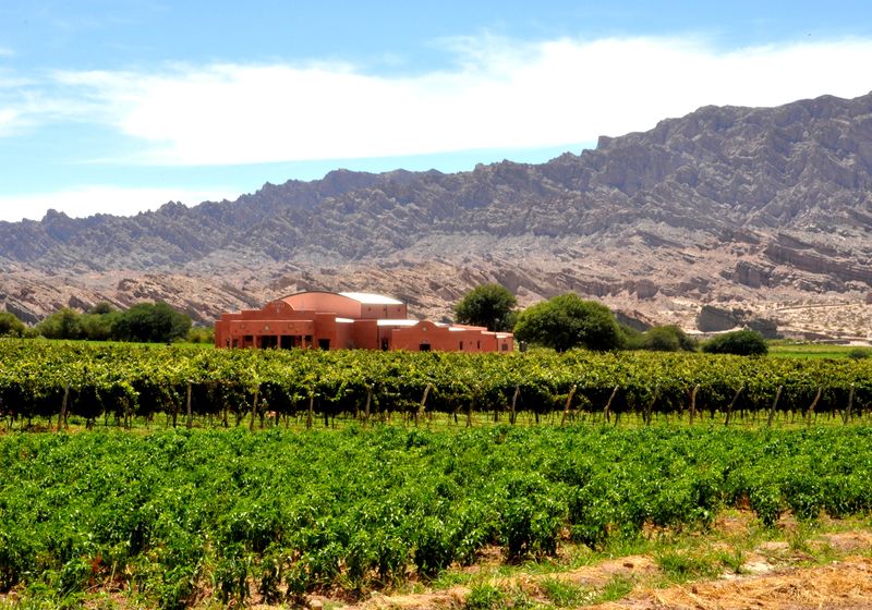 Argentinein- Cafayate- Weinregion- eigenes Bild