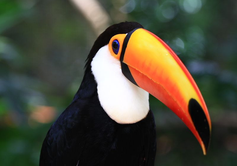 Argentinien- Iguazu- Tucan- eigenes Bild